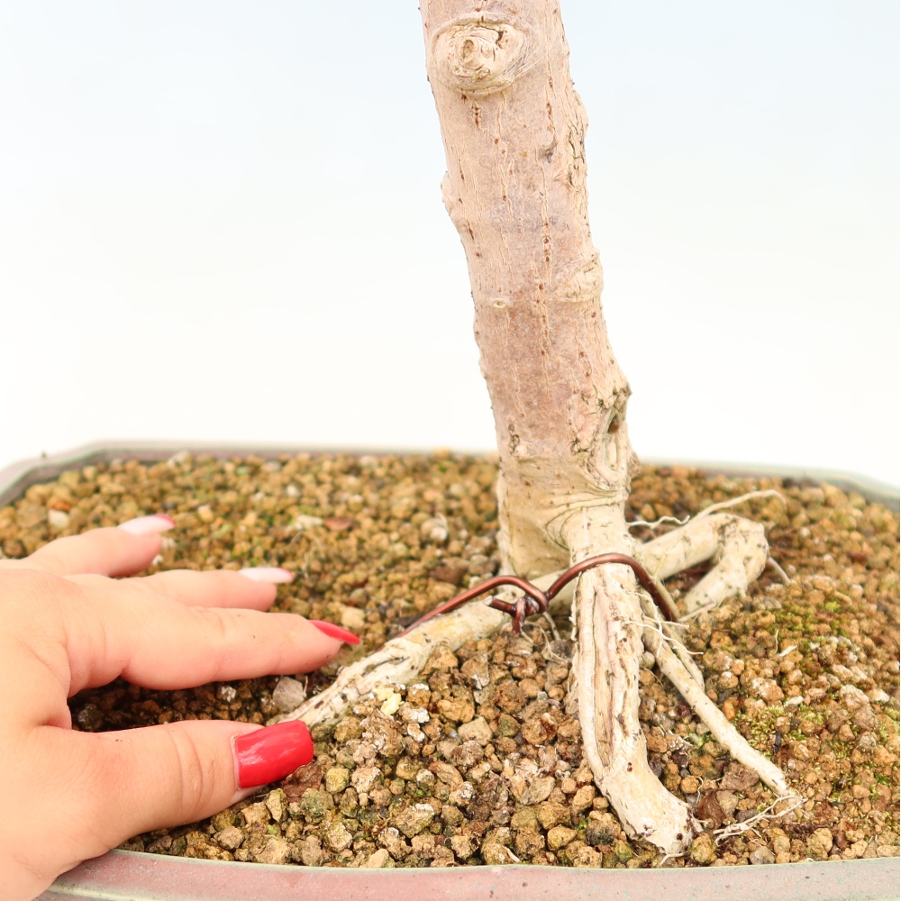 Bonsai domowe - Hibiscus tiliaceus - Hibiskus morski