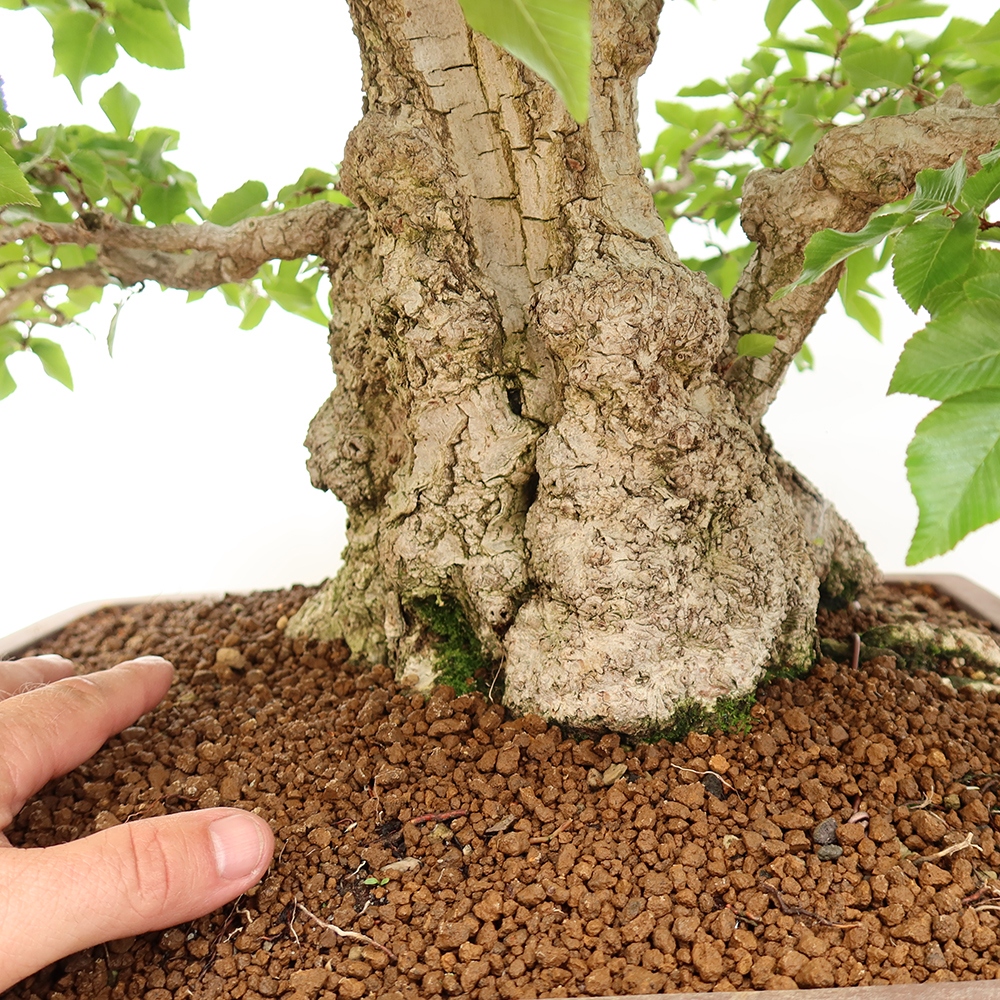 Bonsai plenerowe - Carpinus Coreana - grab koreański