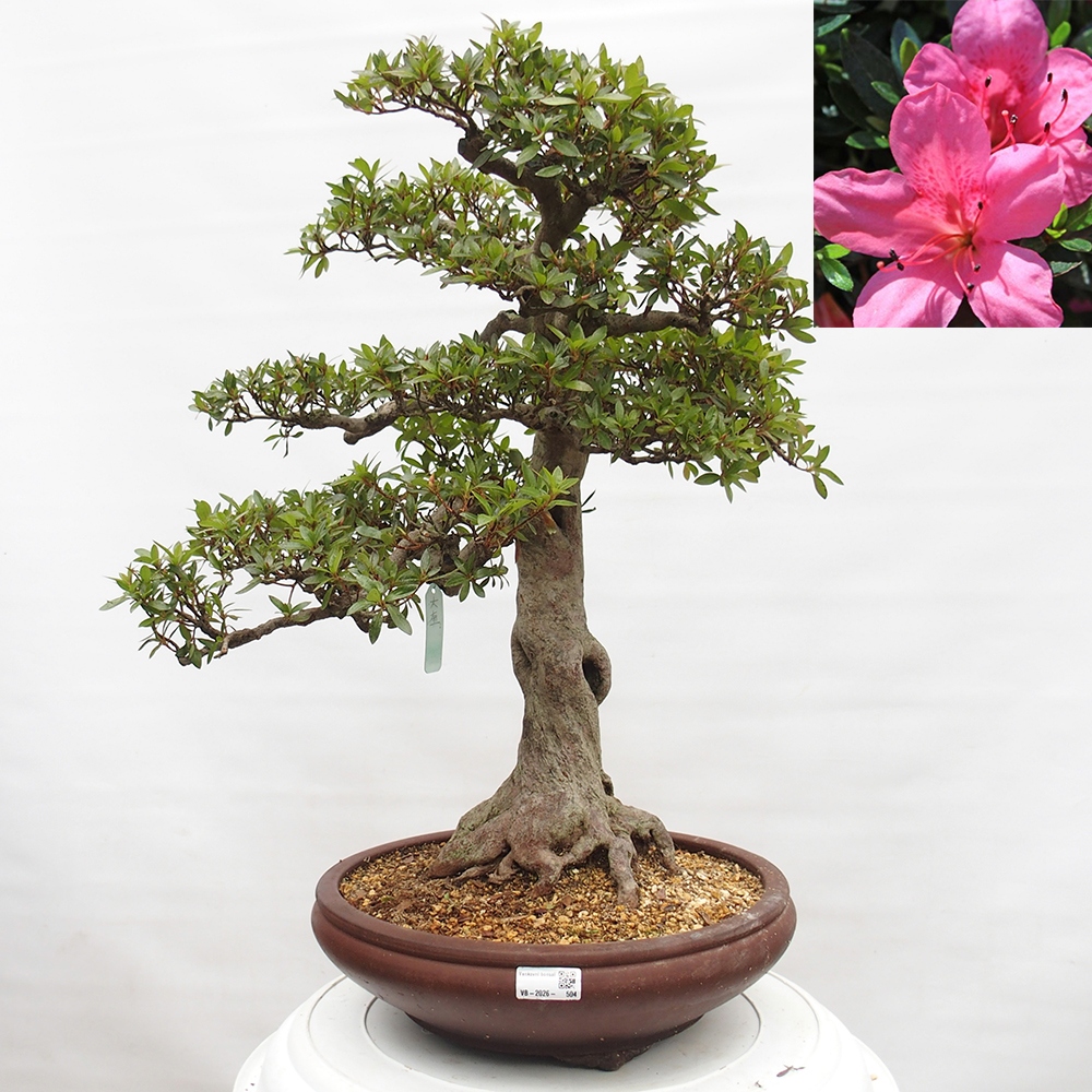 Bonsai zewnętrzne - Azalia japońska - Azalia Osakazumi