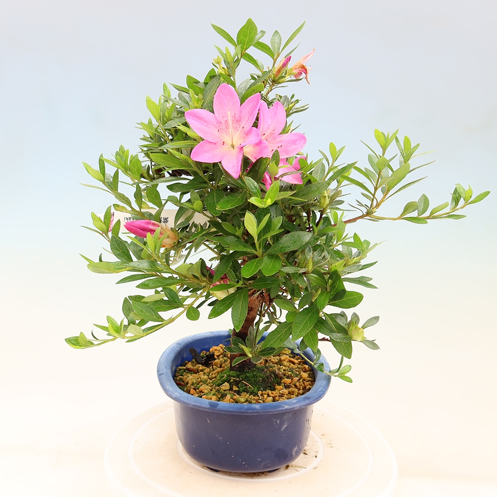 Outdoor bonsai - Azalia japońska - Azalia Yoko