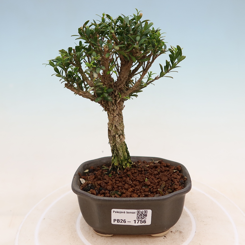 Pokój bonsai - Buxus harlandii - buxus korkowy