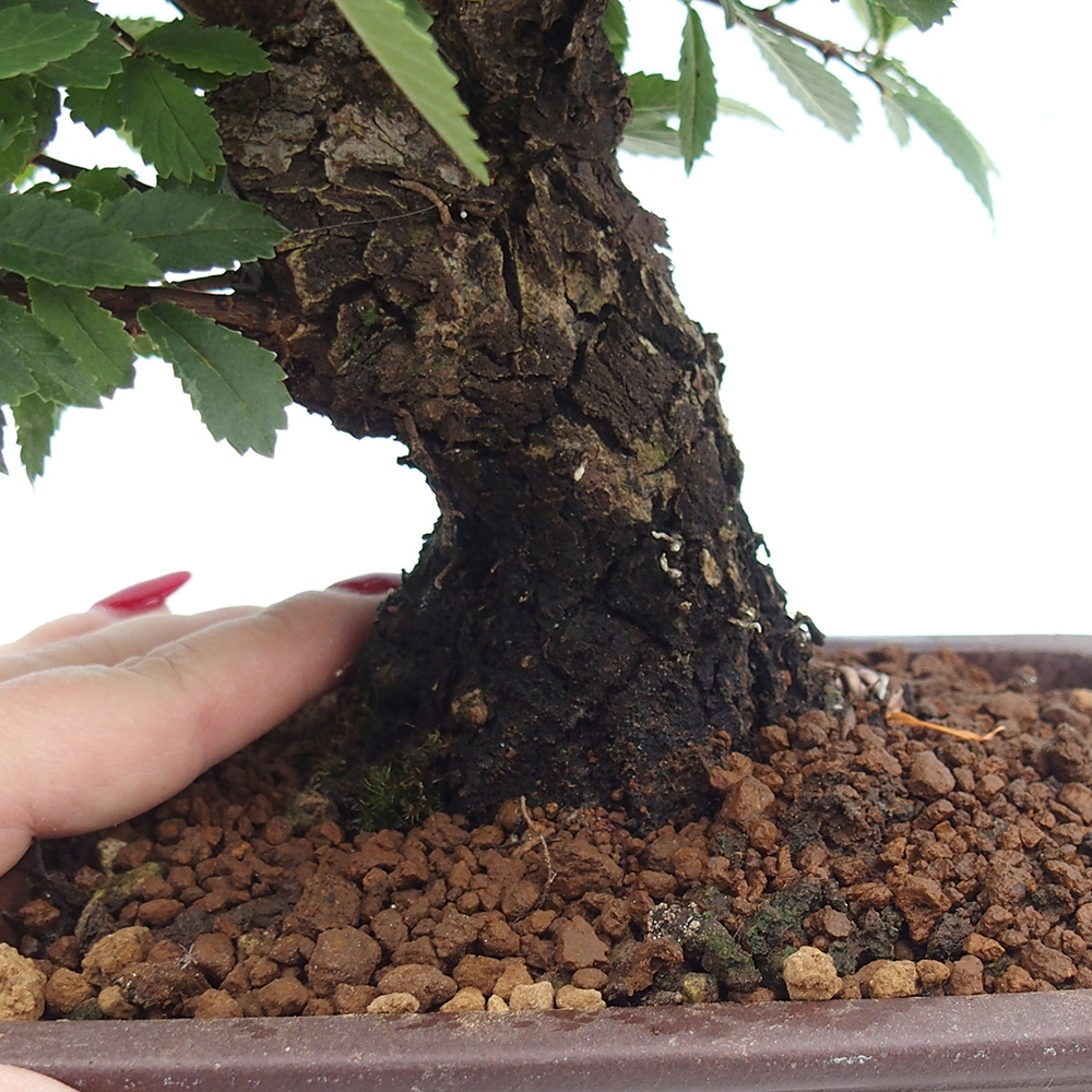 Bonsai zewnętrzne - Zelkova - Zelkova NIRE