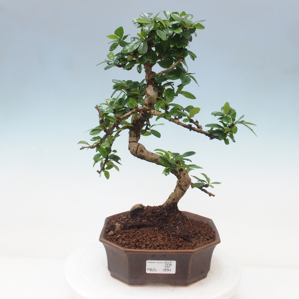 Pokój bonsai - Carmona macrophylla - Tea fuki