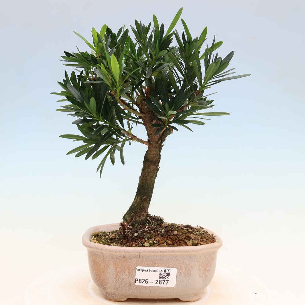 Pokój bonsai - Podocarpus - Kamienny cis
