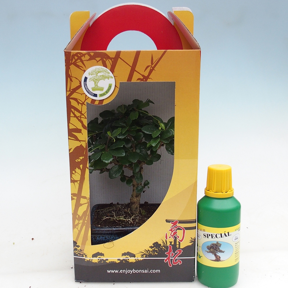 Bonsai pokojowe w pudełku upominkowym Carmona microphylla - Tea fuki