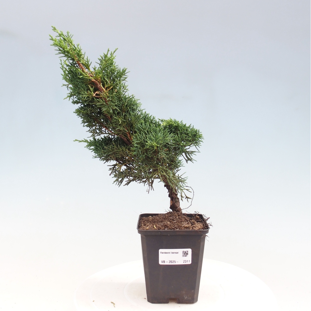 Outdoor bonsai - Juniperus chinensis Kishu - chiński jałowiec