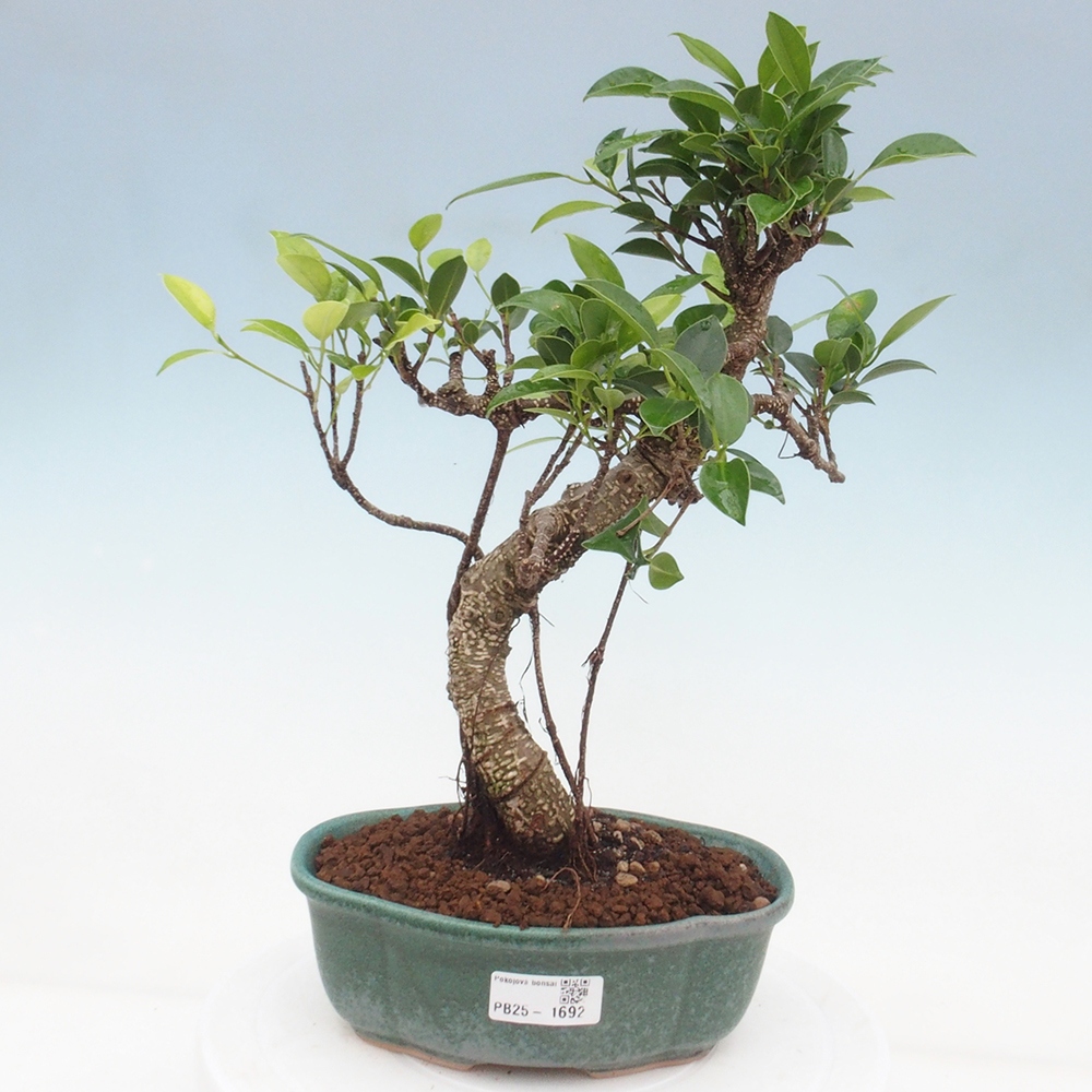 Kryty bonsai - Ficus retusa - figowiec drobnolistny