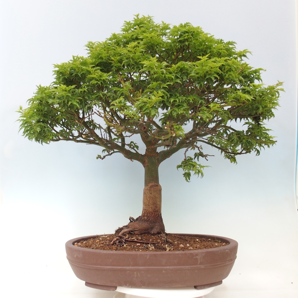 Outdoor bonsai - palma jaworowa Acer palmatum Shishigashira