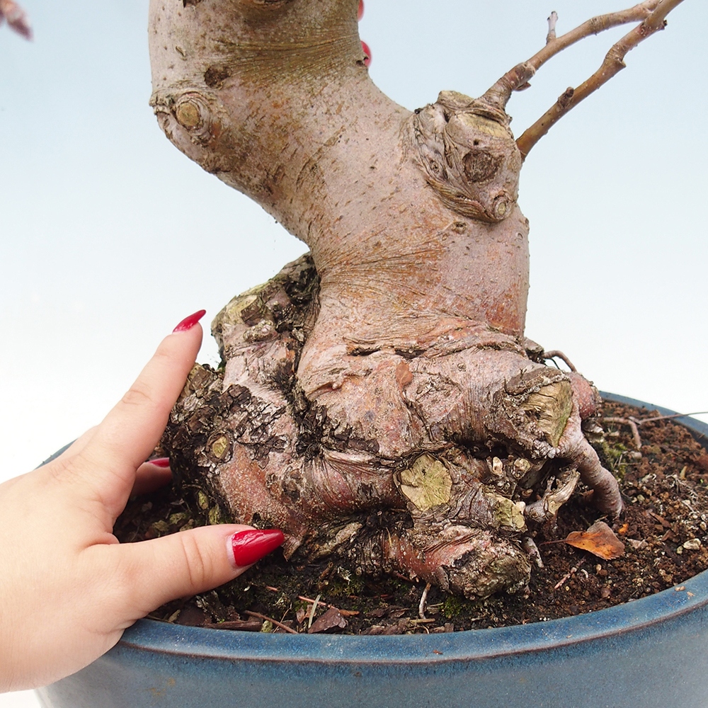 Bonsai plenerowe - Malus Halliana - Jabłoń drobnoowocowa