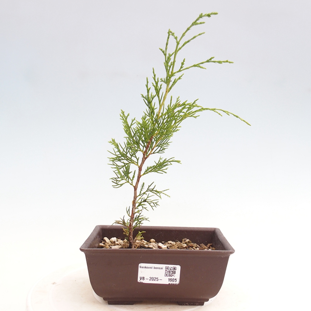 Outdoor bonsai - Juniperus chinensis Itoigawa - Jałowiec chiński