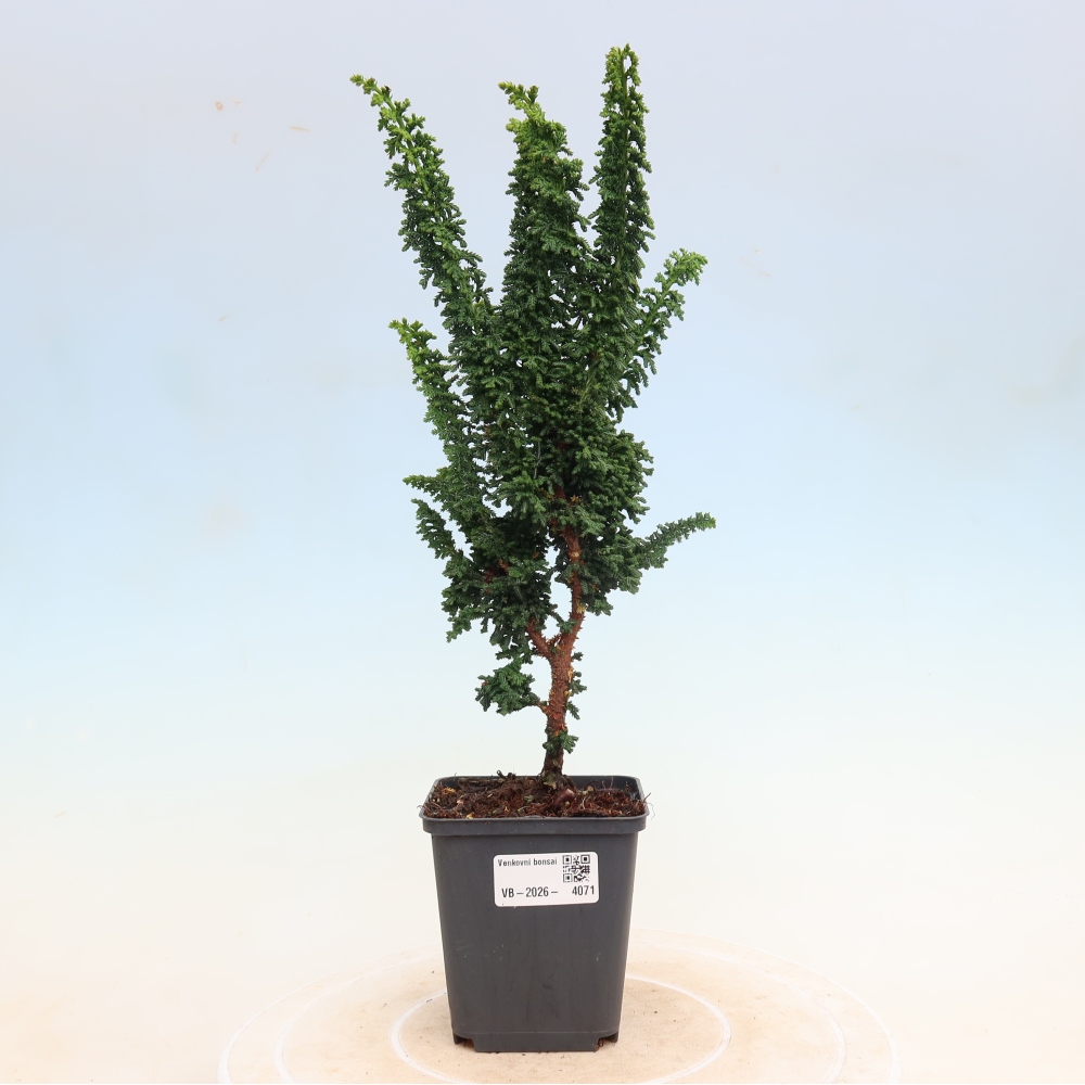 Bonsai zewnętrzne - Cham. obtusa SEKKA HINOKI - Cyprys