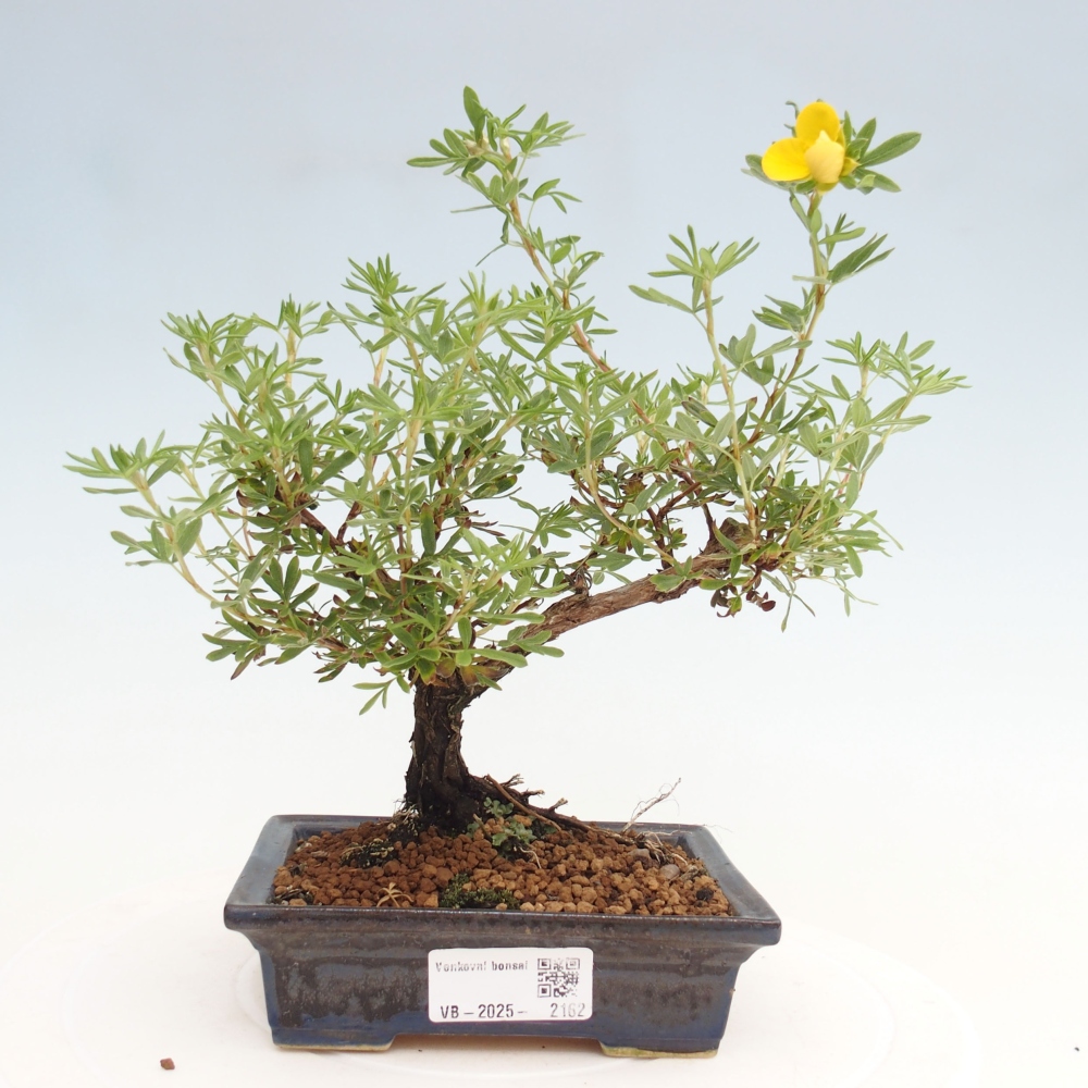 Outdoor bonsai-Pięciolistnik - Potentila fruticosa żółty Ptak