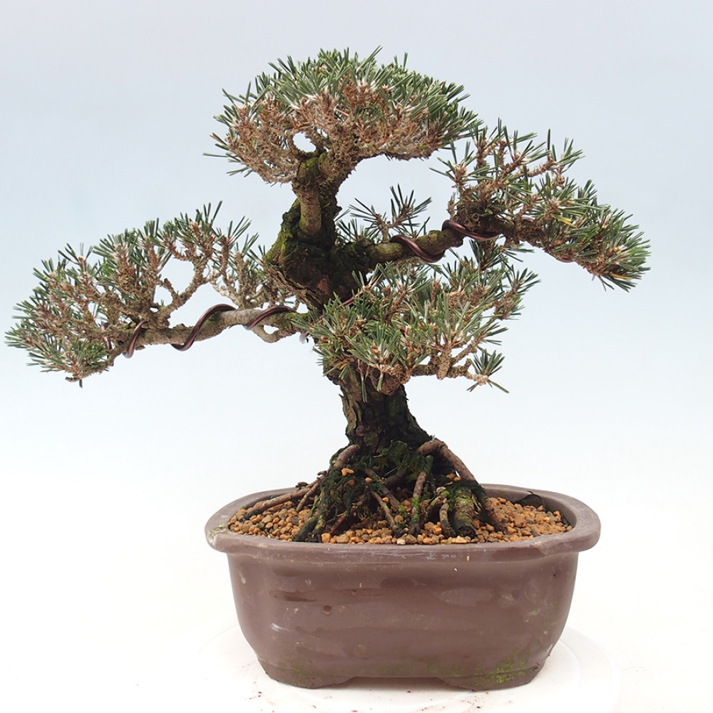 Outdoor bonsai - Pinus thunbergii Kotobuki - Sosna Thunberga