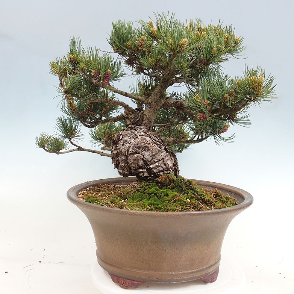 Outdoor bonsai - Pinus parviflora - Pinus parviflora