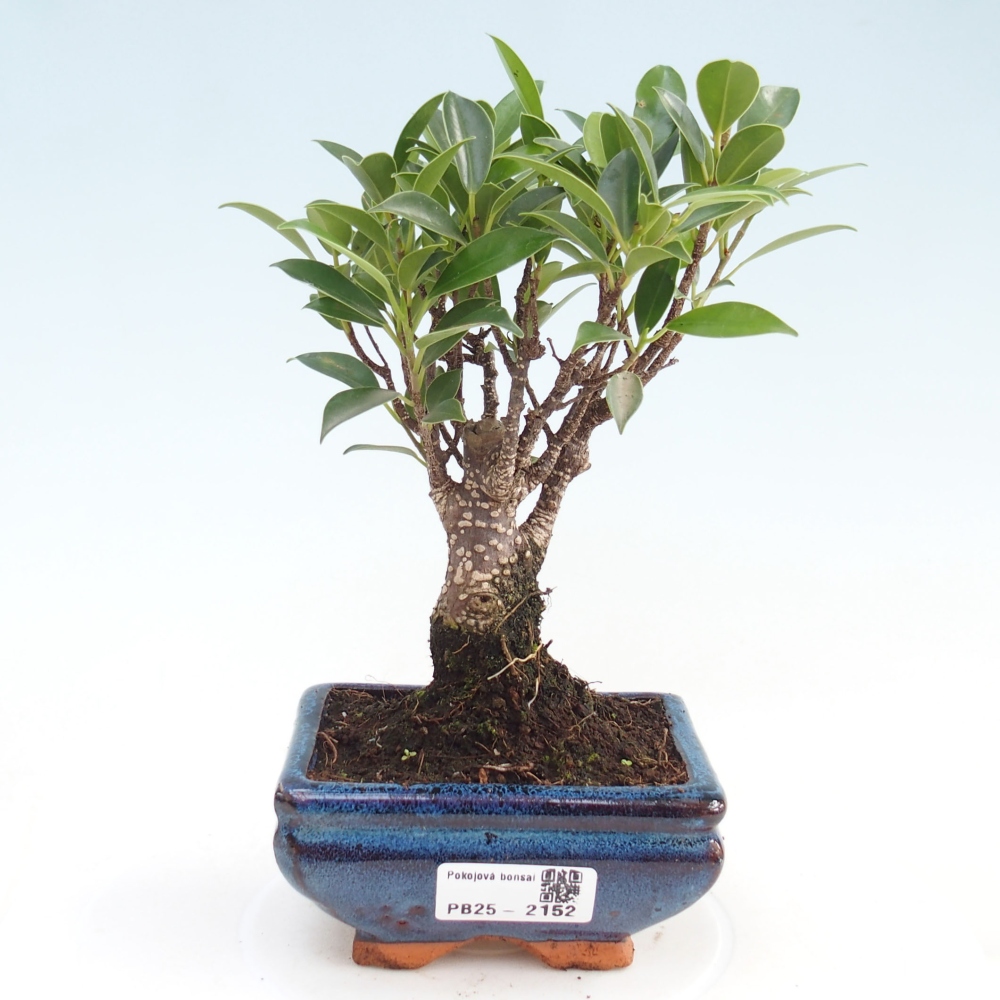 Pokojová bonsai - Ficus retusa - malolistý fíkus