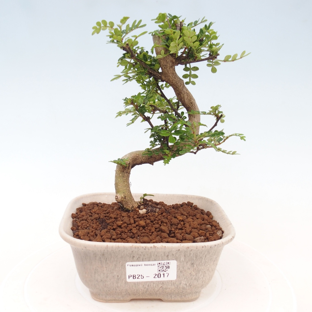 Kryty bonsai - Zantoxylum piperitum - Mięta pieprzowa