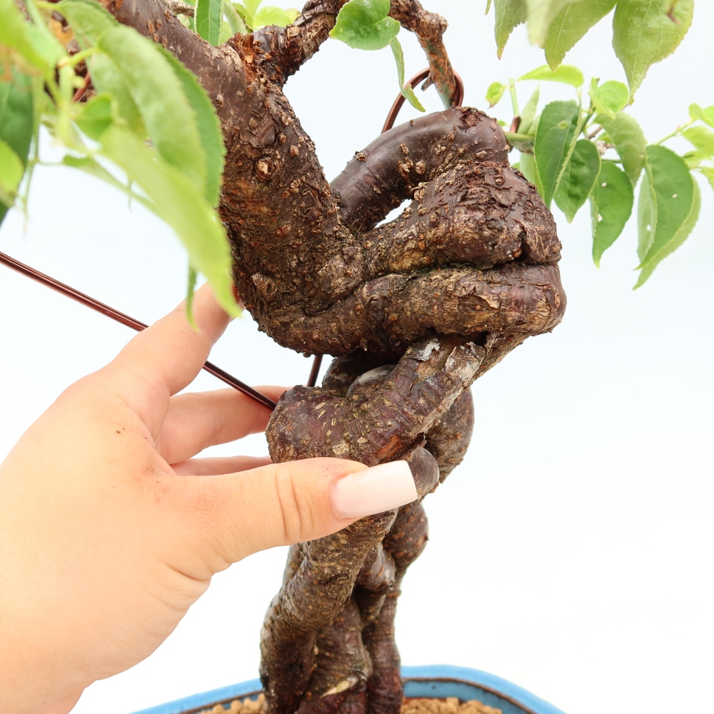Bonsai ogrodowe – japońska śliwka – Prunus Mume