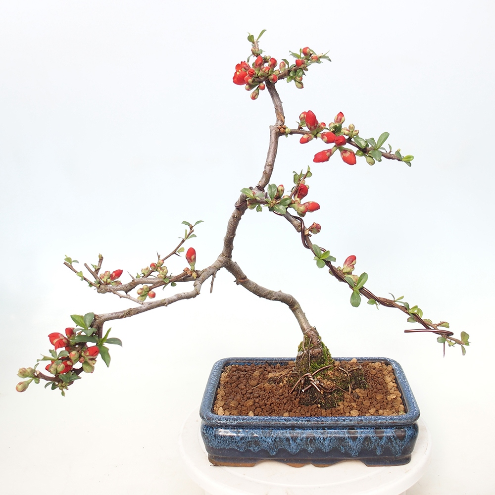 Outdoor bonsai - Chaneomeles sup. Nicoline - Pigwa