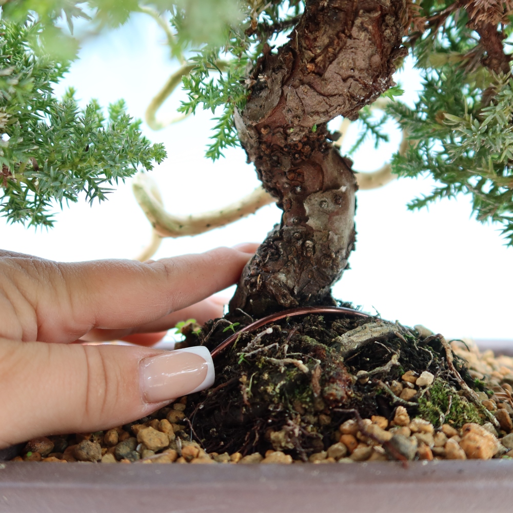 Bonsai ogrodowe – Juniperus procumbens – Jałowiec rozłożysty