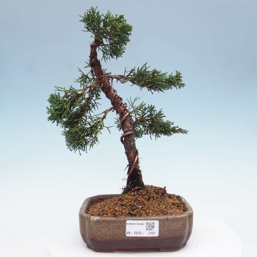 Bonsai zewnętrzne - Juniperus chinensis Kishu - Jałowiec chiński