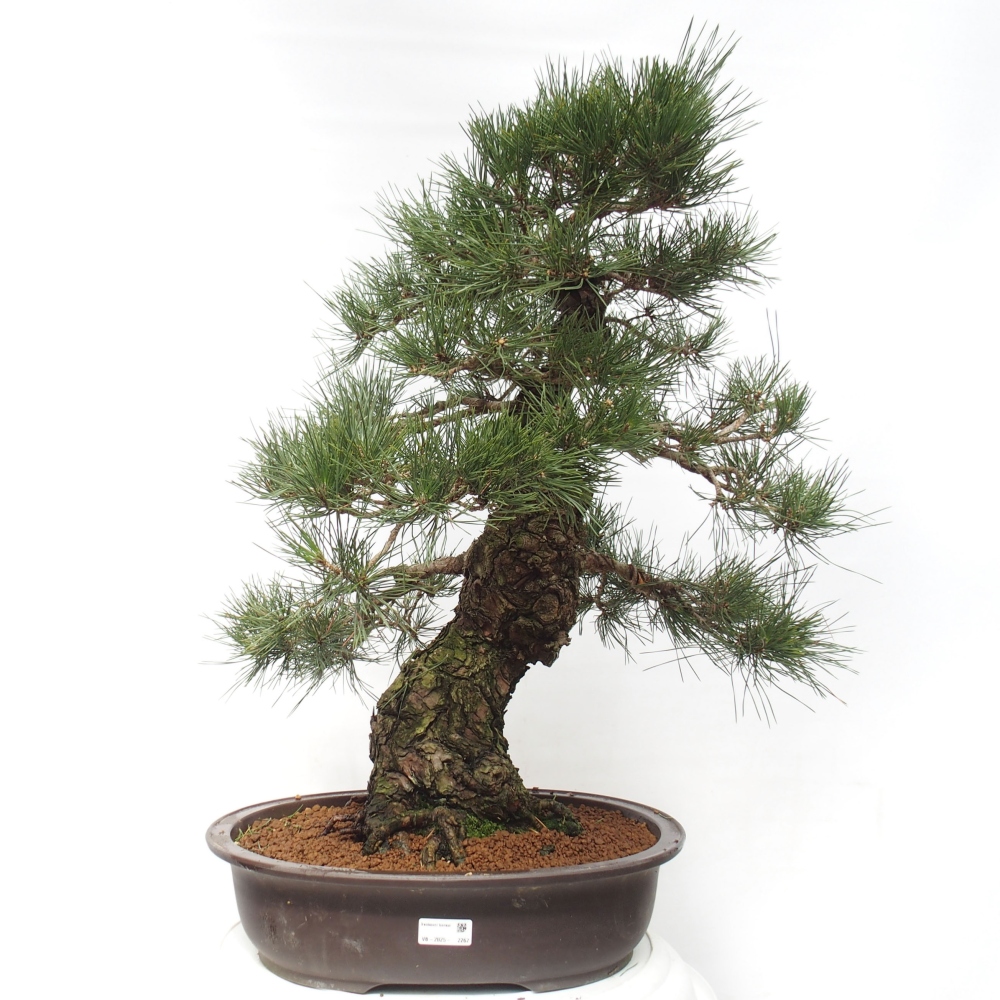 Bonsai ogrodowe - Pinus thunbergii - Sosna Thunberg