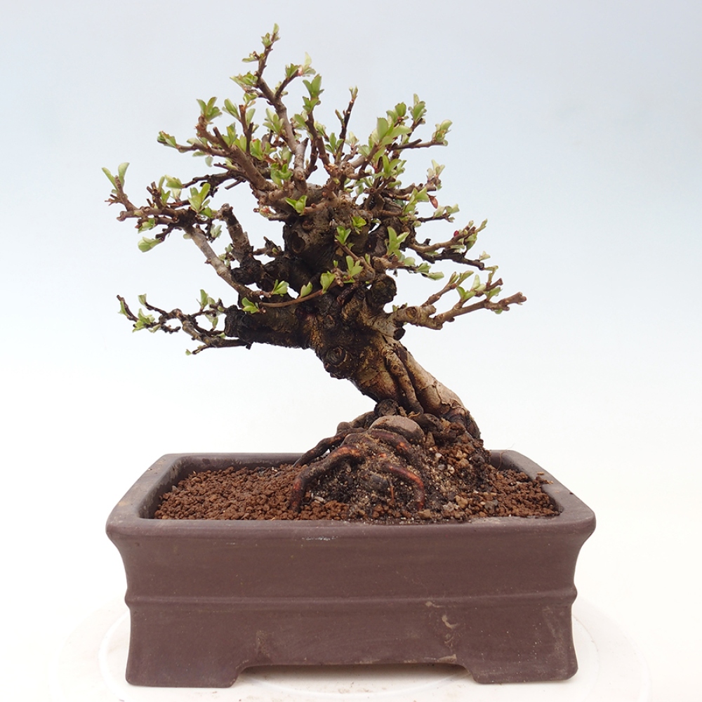 Bonsai zewnętrzne - Chaneomeles speciosa - Pigwa