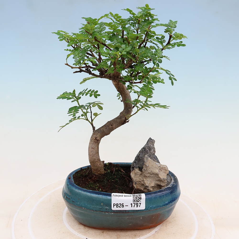 Pokój bonsai - Zantoxylum piperitum - drzewo pieprzowe