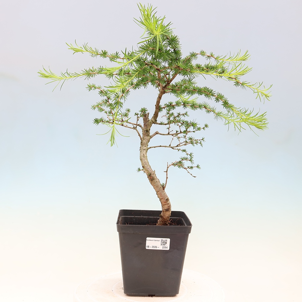 Bonsai zewnętrzne - Larix decidua - Modrzew
