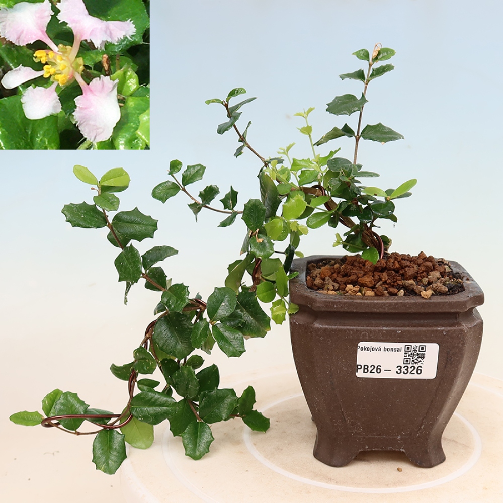 Bonsai pokojowe – Malpighia barbadoska (wiśnia) – Malpighia coccigera