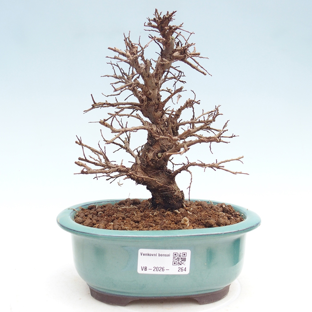 Bonsai zewnętrzne - Zelkova - Zelkova NIRE