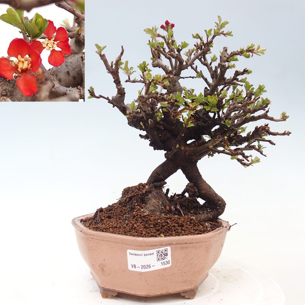Bonsai zewnętrzne - Chaneomeles speciosa - Pigwa