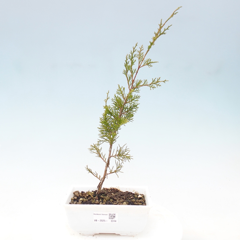 Outdoor bonsai - Juniperus chinensis Itoigawa - Jałowiec chiński