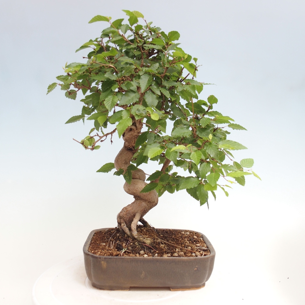 Bonsai zewnętrzne -Carpinus CARPINOIDES - grab koreański
