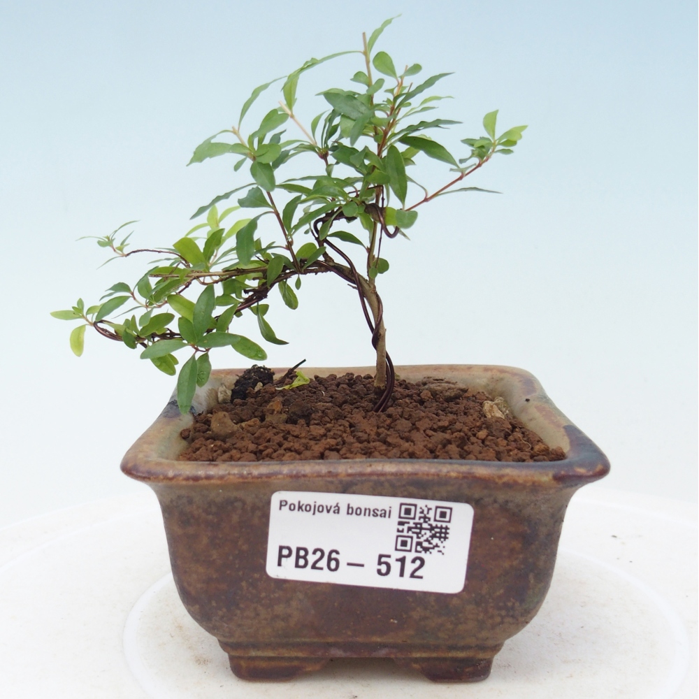 Pokój bonsai - PUNICA granatum nana - jabłko granatu