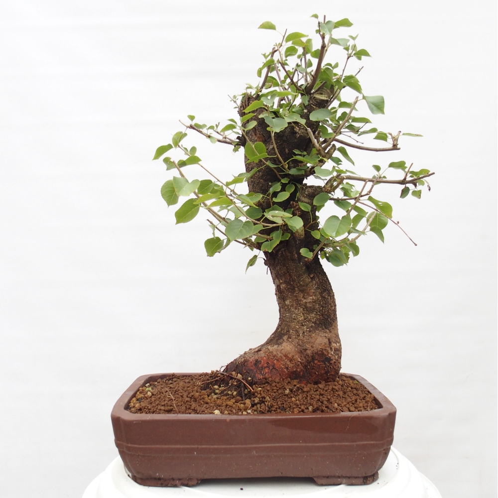 Bonsai na zewnątrz - Mahalebka - Prunus mahaleb