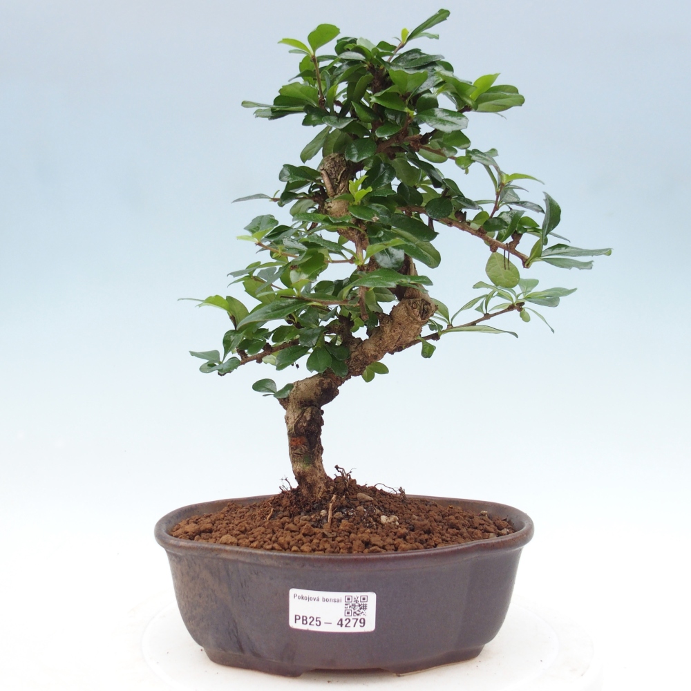 Bonsai pokojowe - Carmona macrophylla - Tea fuki