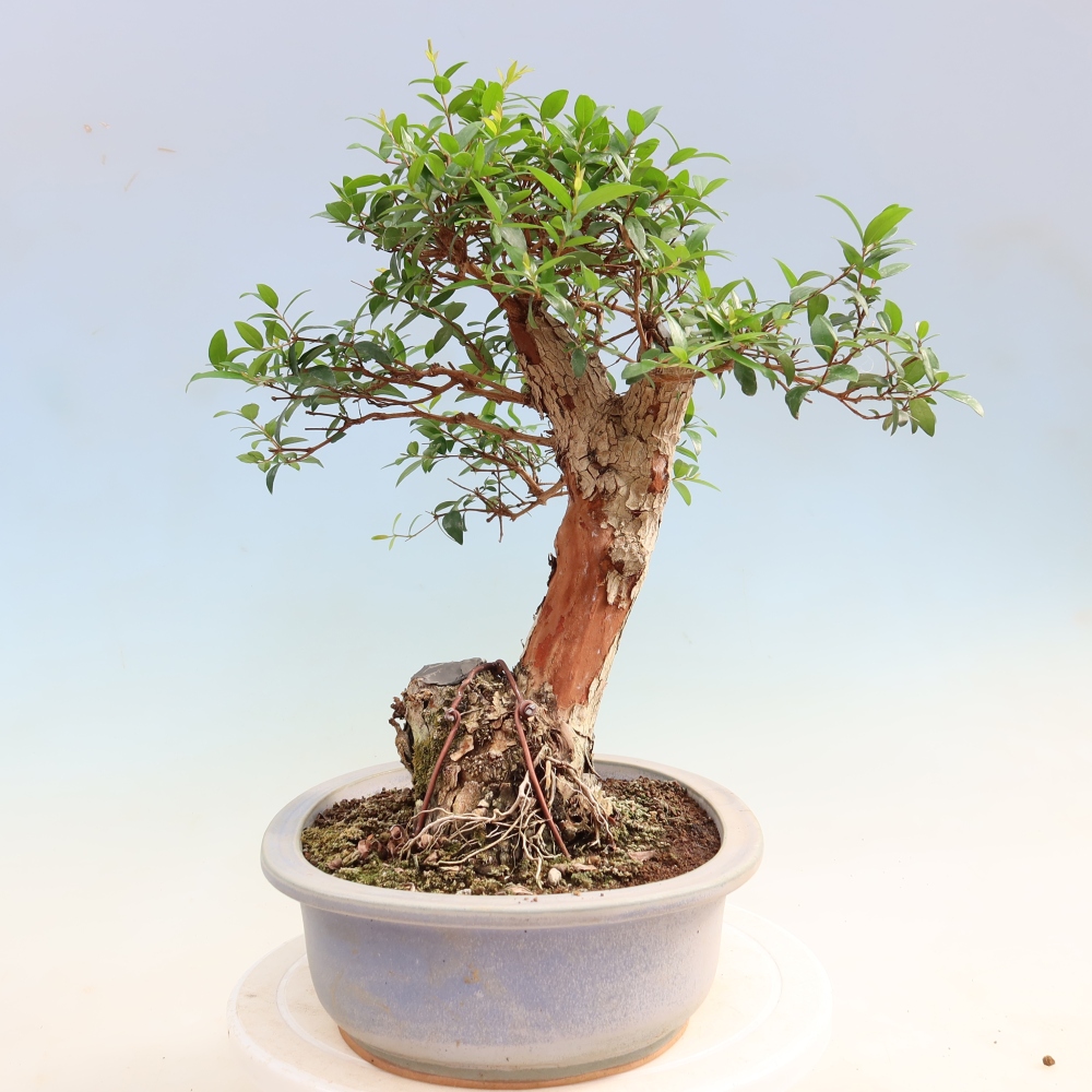 Bonsai pokojowe – Myrtus communis – mirt pospolity