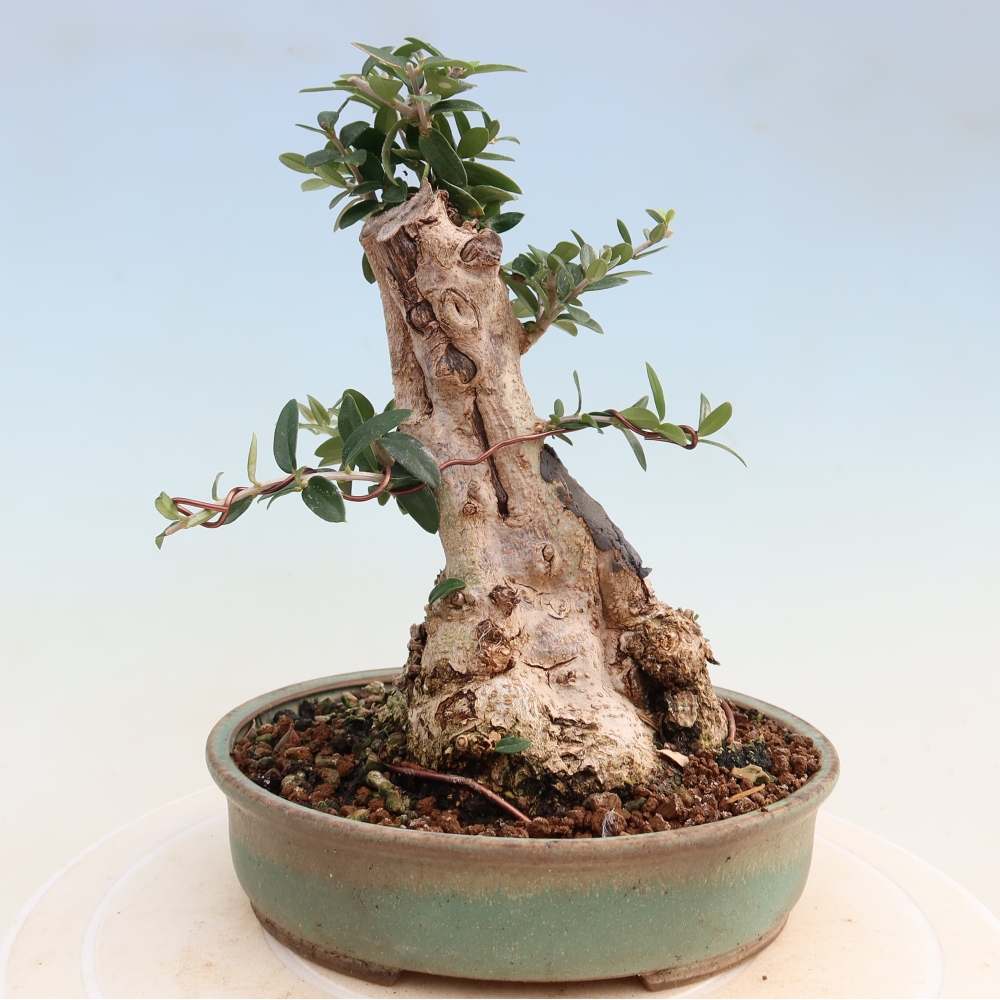 Bonsai do wnętrz - Olea europaea sylvestris