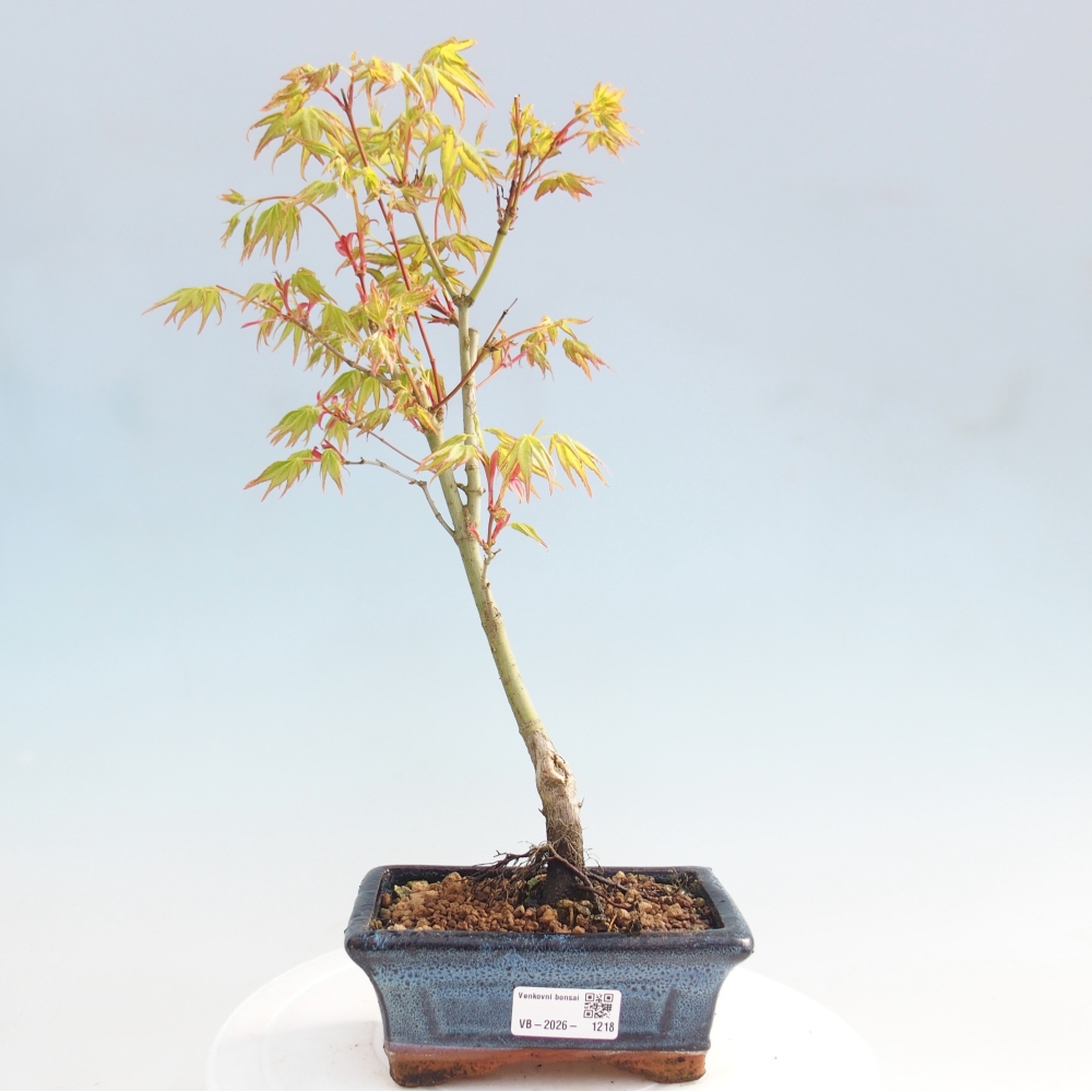 Acer palmatum Aureum - złoty klon