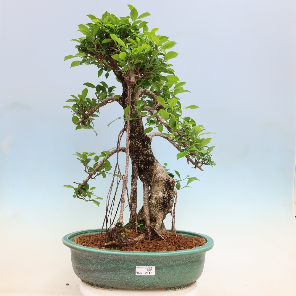 Pokój bonsai - Ficus kimmen - figowiec drobnolistny