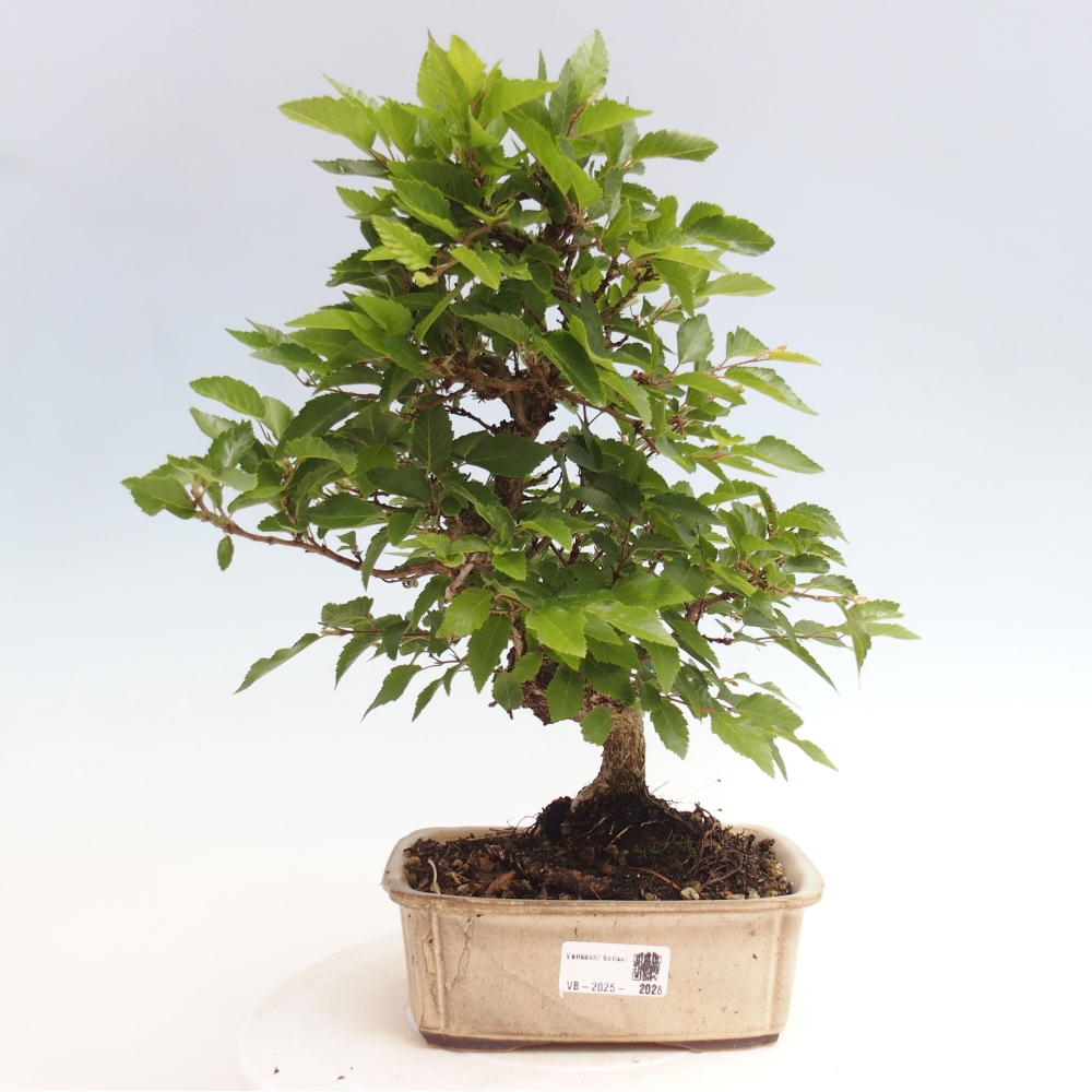 Bonsai zewnętrzne -Carpinus CARPINOIDES - grab koreański