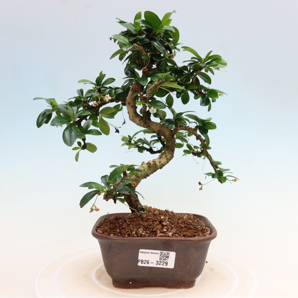 Bonsai pokojowe - Carmona macrophylla - Tea fuki