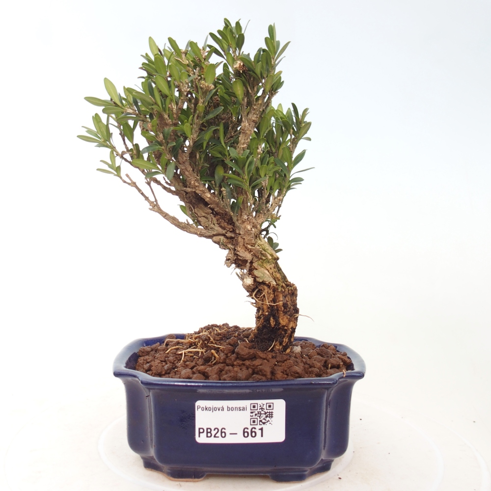 Pokój bonsai - Buxus harlandii - buxus korkowy