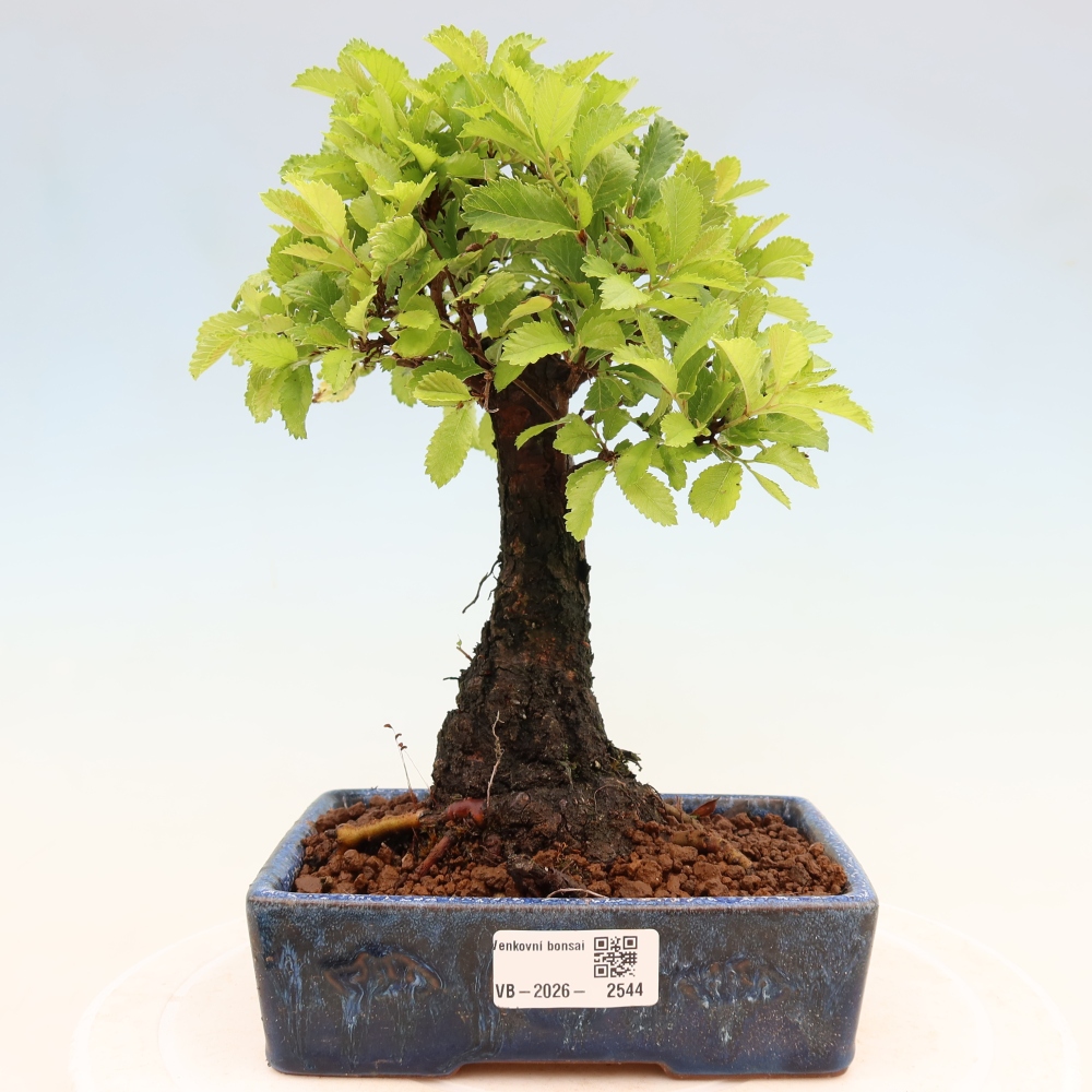 Bonsai zewnętrzne - Zelkova - Zelkova NIRE