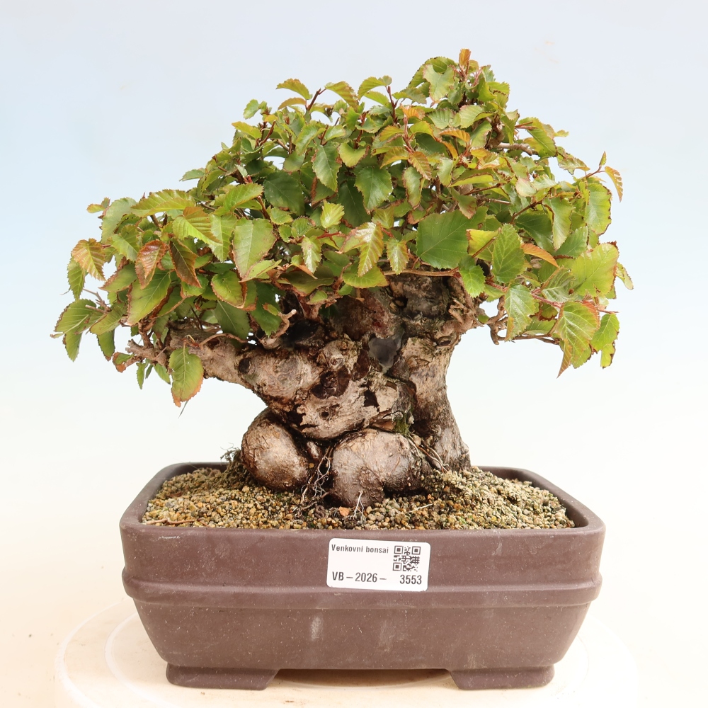 Outdoor bonsai - Carpinus CARPINOIDES - grab koreański