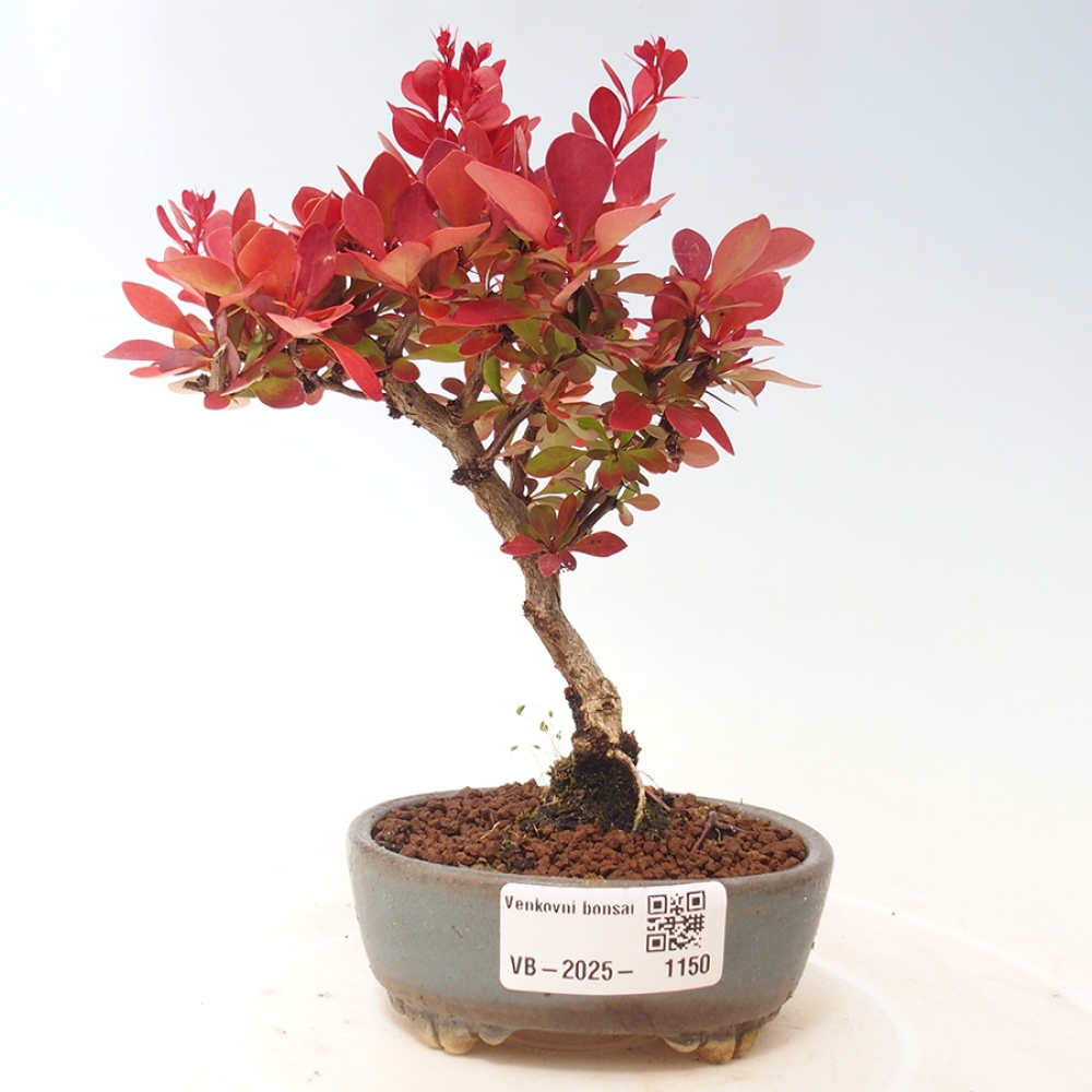 Outdoor bonsai - Berberis thunbergii Kobold - Dřištál Thunberg's