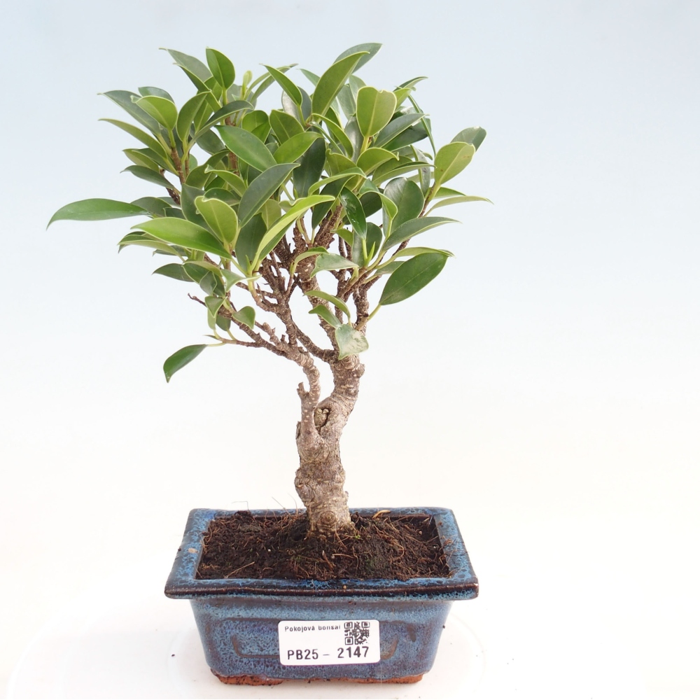 Pokojová bonsai - Ficus retusa - malolistý fíkus
