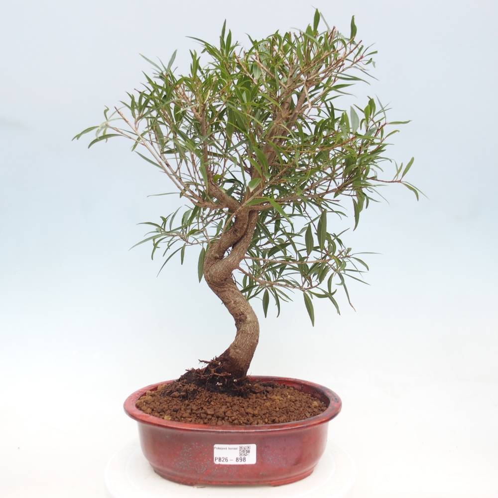 Pokój bonsai - Ficus nerifolia - figowiec drobnolistny