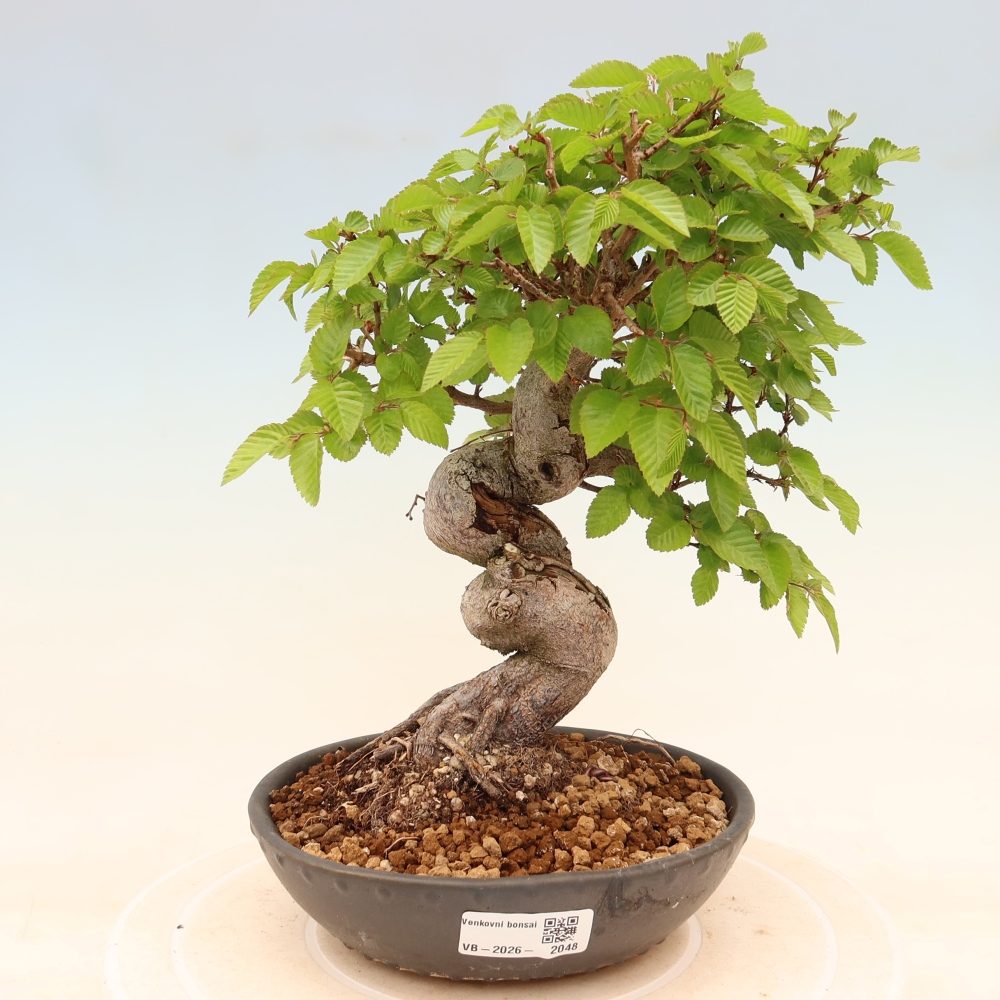 Outdoor bonsai - Carpinus coreana - grab koreański