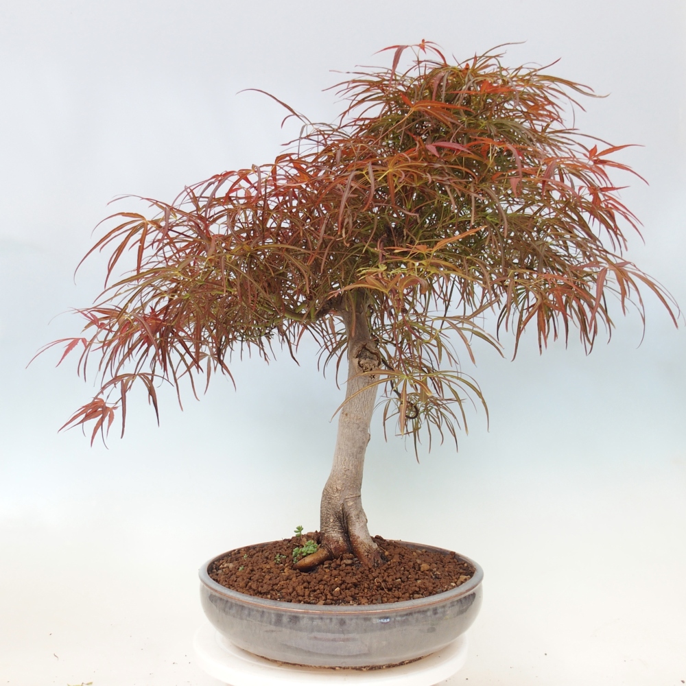 Bonsai zewnętrzne - Acer palmatum RED PYGMY